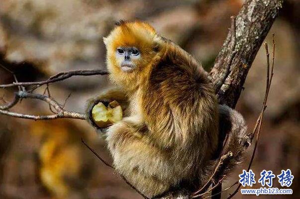 中国十大濒危动物排行榜 中国即将灭绝的动物